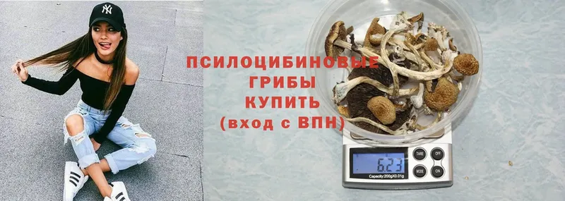 наркошоп  Алексеевка  Псилоцибиновые грибы Cubensis 